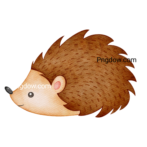 Watercolor illustration hedgehog