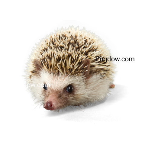 Pygmy Hedgehog   Isolated transparent background for Free