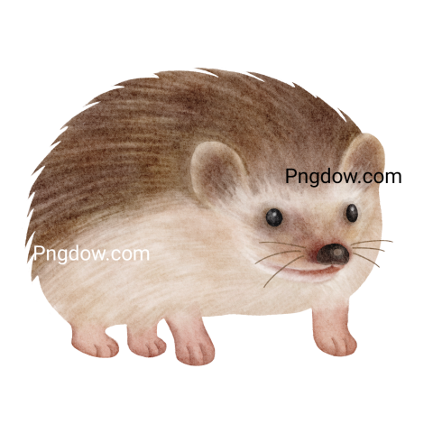 Get Your Free Hedgehog Transparent Background Image Now, (14)