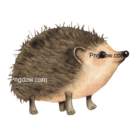 Get Your Free Hedgehog Transparent Background Image Now, (22)