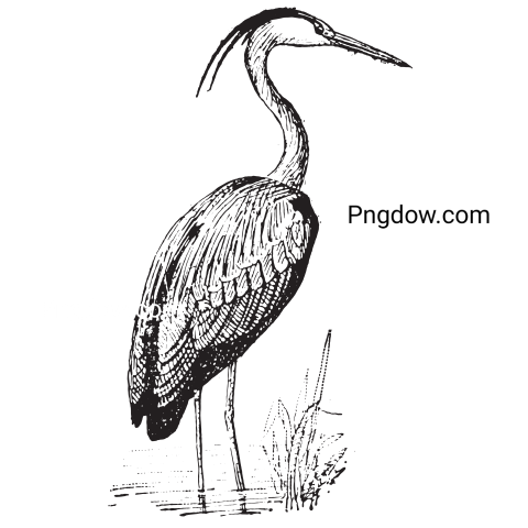 Heron transparent background image for Free , (24)