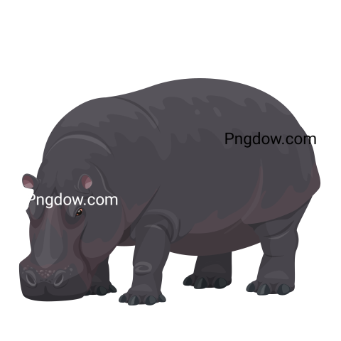 Get a Free Transparent Background Image of a Hippo