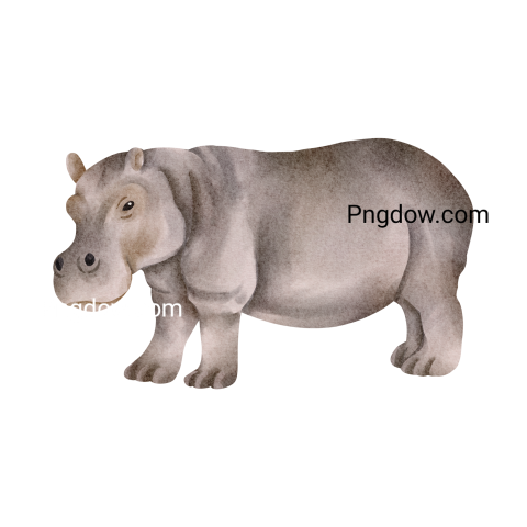 Get a Free Transparent Background Image of a Hippo (9)