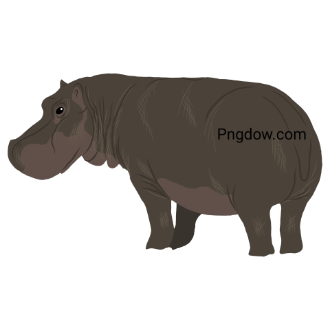 Download Free Hippo Transparent Background Image for Amazing Designs (3)