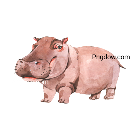 Download Free Hippo Transparent Background Image for Amazing Designs (12)