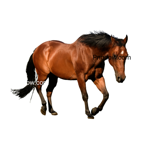 Horse transparent background image for Free, Illustration, (1)