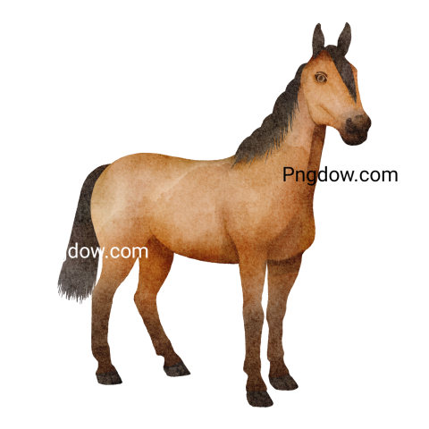 Horse transparent background image for Free, Illustration, (8)