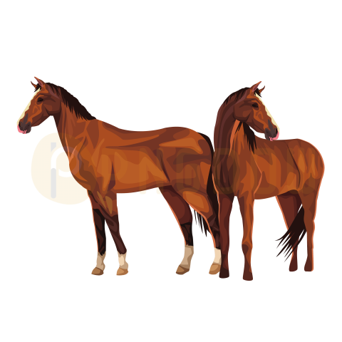 Horse Icon Cartoon transparent background image for Free Download