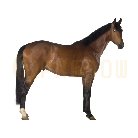 Crossbreed Horse transparent background image for Free Download