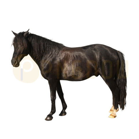 Dark Horse Standing transparent background for Free