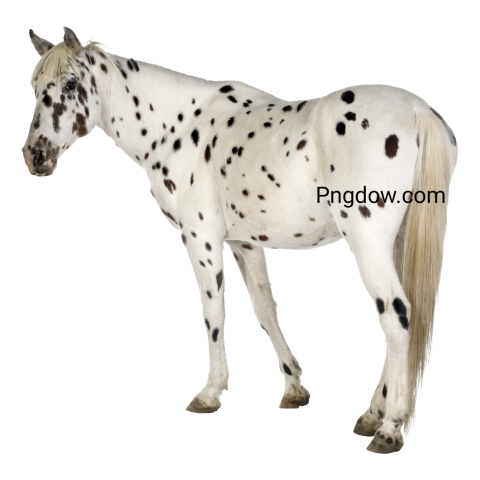 Appaloosa Horse transparent background image for Free