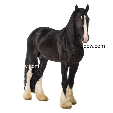 Shire Horse transparent background image for Free