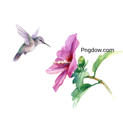 Watercolor Humming Bird and Pink Hibiscus Illustration