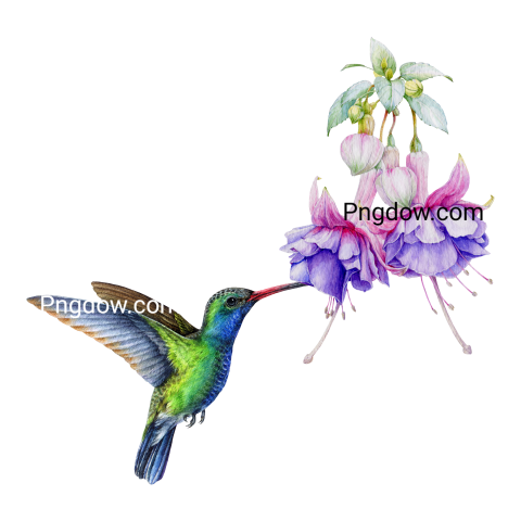 Hummingbird with a beautiful flower watercolor illustration