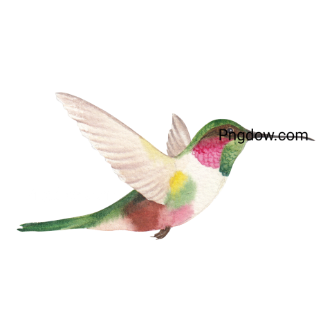 Hand Drawn Hummingbird in Watercolor transparent background