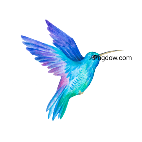 Hummingbird transparent background image for Free, Illustration, (29)