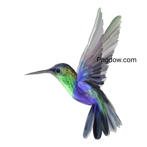 Hummingbird transparent background image for Free, Illustration, (17)