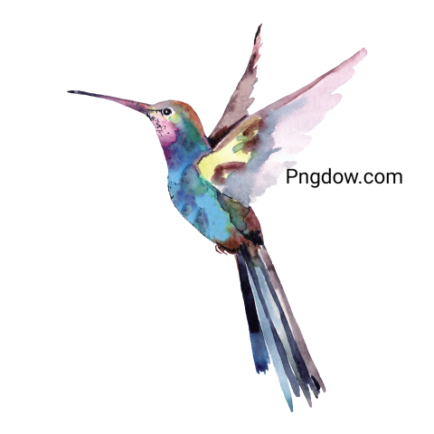 Watercolor Hummingbird Illustration PNG