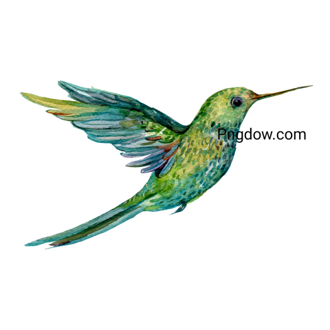 Hummingbird transparent background image for Free, Illustration, (22)
