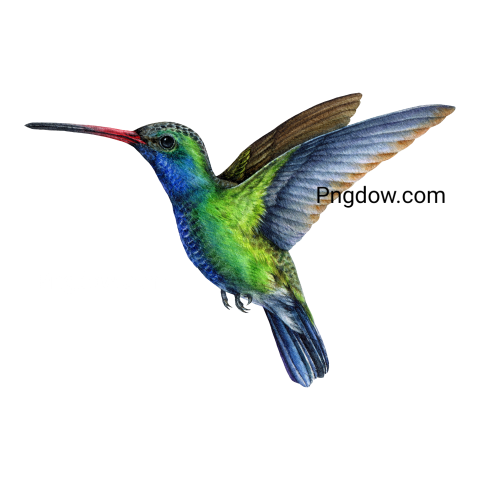 Hummingbird transparent background image for Free, Illustration, (18)