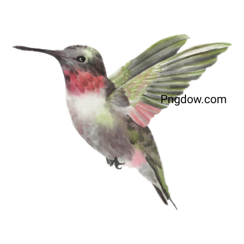 Hummingbird transparent background image for Free, Illustration, (27)