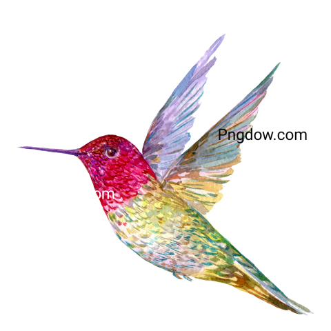 Hummingbird transparent background image for Free, Illustration, (16)