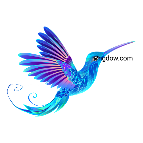 Hummingbird transparent background image for Free, Illustration, (5)