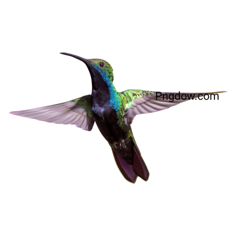 Hummingbird transparent background image for Free, Illustration, (2)