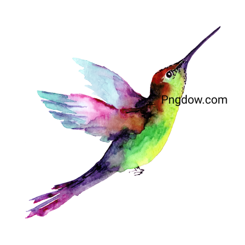 Hummingbird transparent background image for Free, Illustration, (7)