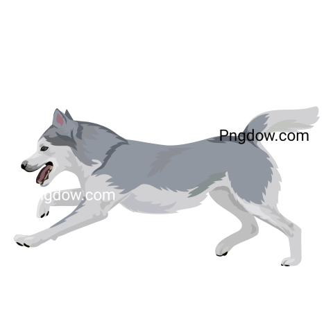 Husky transparent background image for Free, Illustration, (8)