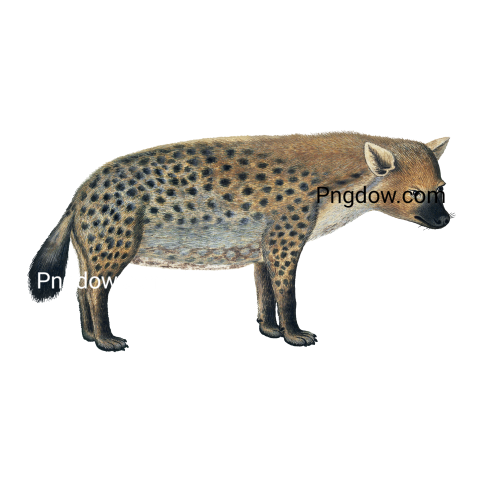 Hyena transparent background image for Free, Illustration, (6)
