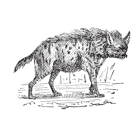 Hyena Animal, Vintage Illustration transparent background image for Free