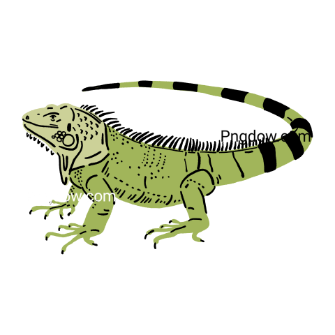 Iguana transparent background image for Free, Illustration, (19)