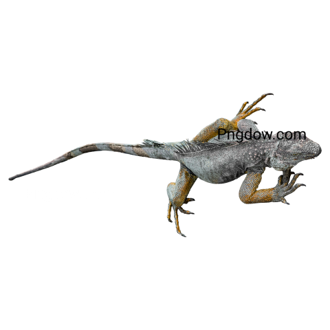 Iguana transparent background image for Free, Illustration, (5)