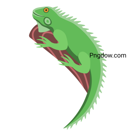 Iguana transparent background image for Free, Illustration, (12)