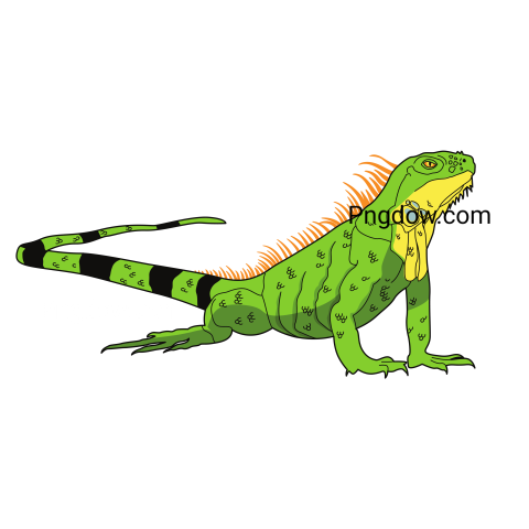 Iguana transparent background image for Free, Illustration, (14)