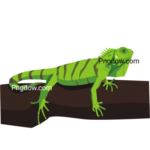 Iguana Lined Animal transparent Background for free