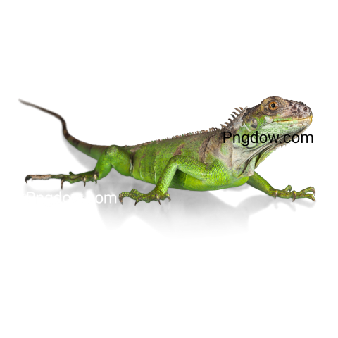 Iguana transparent background image for Free, Illustration, (6)