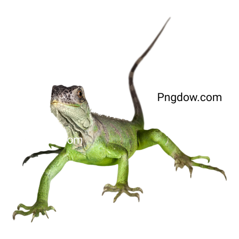 Iguana transparent background image for Free, Illustration, (4)