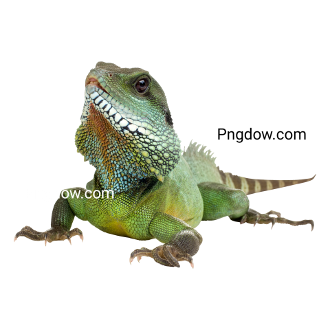 Iguana transparent background image for Free, Illustration, (3)