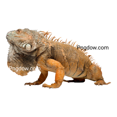 Iguana transparent background image for Free, Illustration, (1)