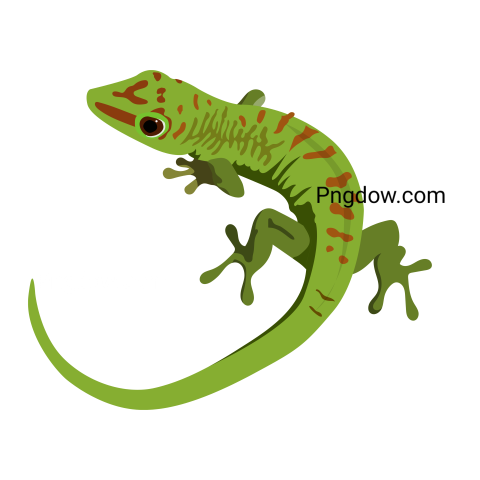 Green Madagascar Lizard PNG image free