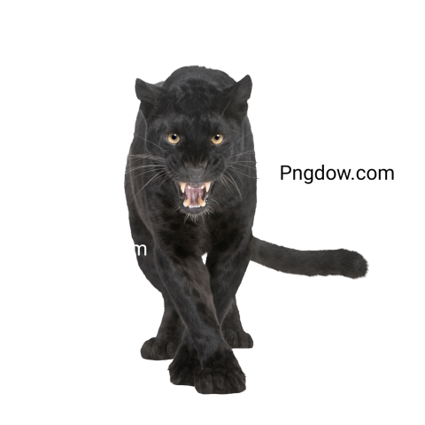 Black Leopard (6 Years) transparent Background for free