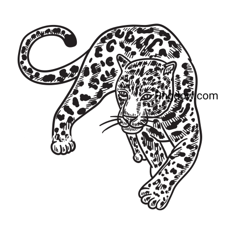 Jaguar png transparent Background image free, (5)