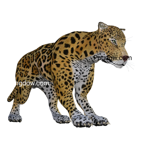 Jaguar png transparent Background image free, (6)