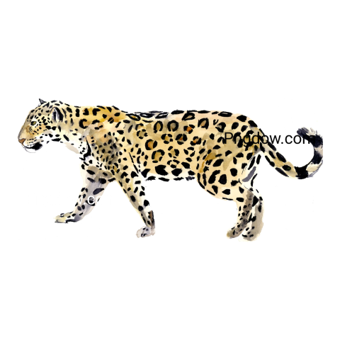 Jaguar png transparent Background image free, (32)