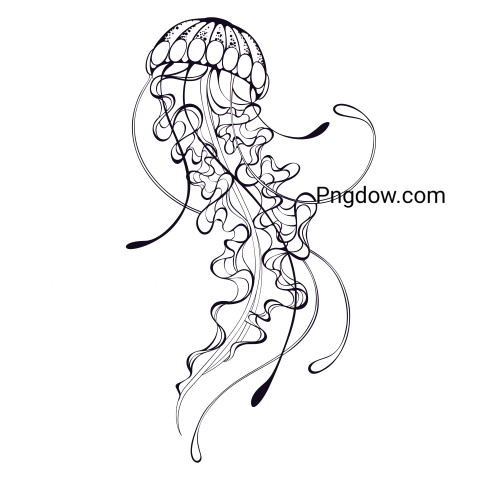 Jellyfish Png transparent Background for free (6)