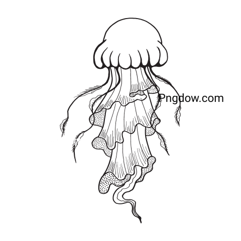 Jellyfish Png transparent Background for free (2)