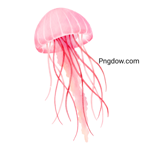 Watercolor Floating Pink Jellyfish Png transparent Background for free