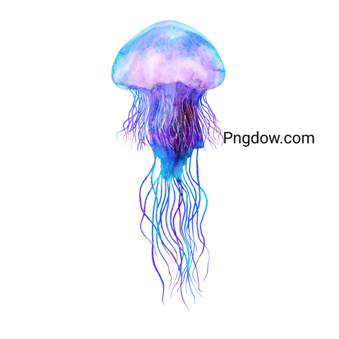 Hand Drawn Jellyfish transparent Background image